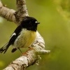 Lejscik novozelandsky jizni - Petroica macrocephala macrocephala - South Island Tomtit - miromiro 0134-1